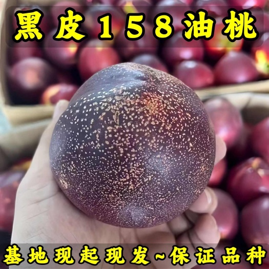 营口黑皮158油桃苗 大果型油桃 品种纯真 基地现起现发成活率高