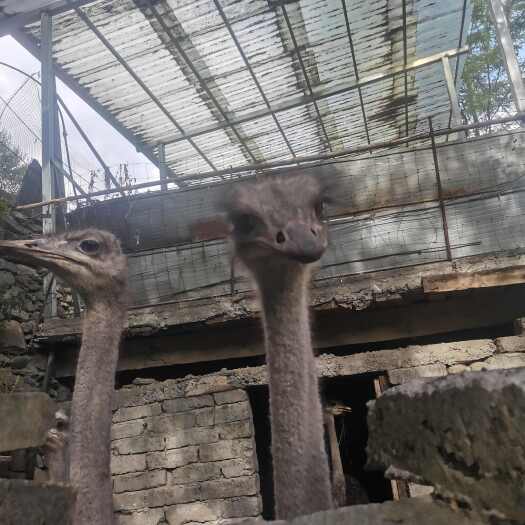 汶川县清库存，鸵鸟3只，每只重量100至150Kg