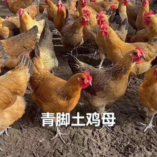 衡南县麻鸡苗土鸡苗青脚土鸡苗蛋鸡苗土鸡苗高细脚土鸡农户放养土鸡苗
