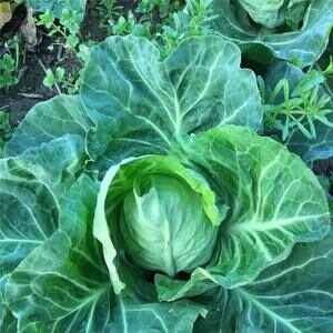 牛心甘蓝牛心菜牛角菜甘蓝包菜露天菜农场蔬菜基地