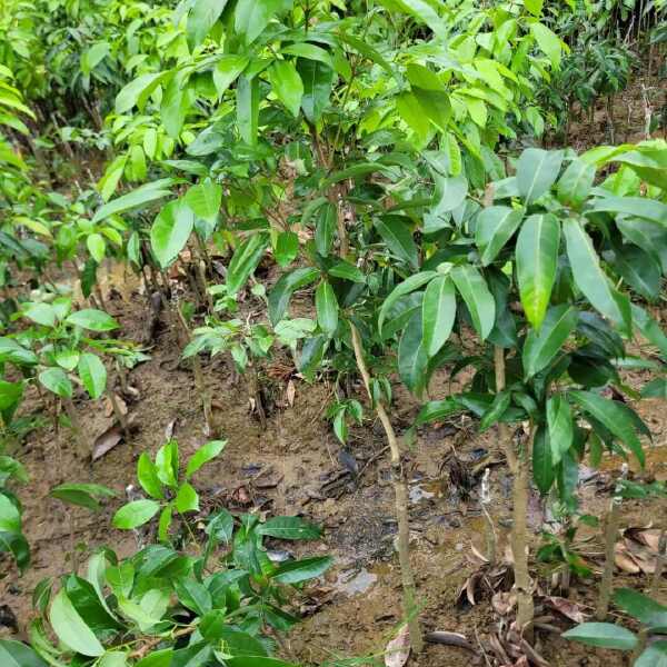 自家苗圃大量荔枝苗桂味冰荔糯米糍仙进奉荔枝苗