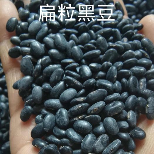 临沂黑豆芽豆