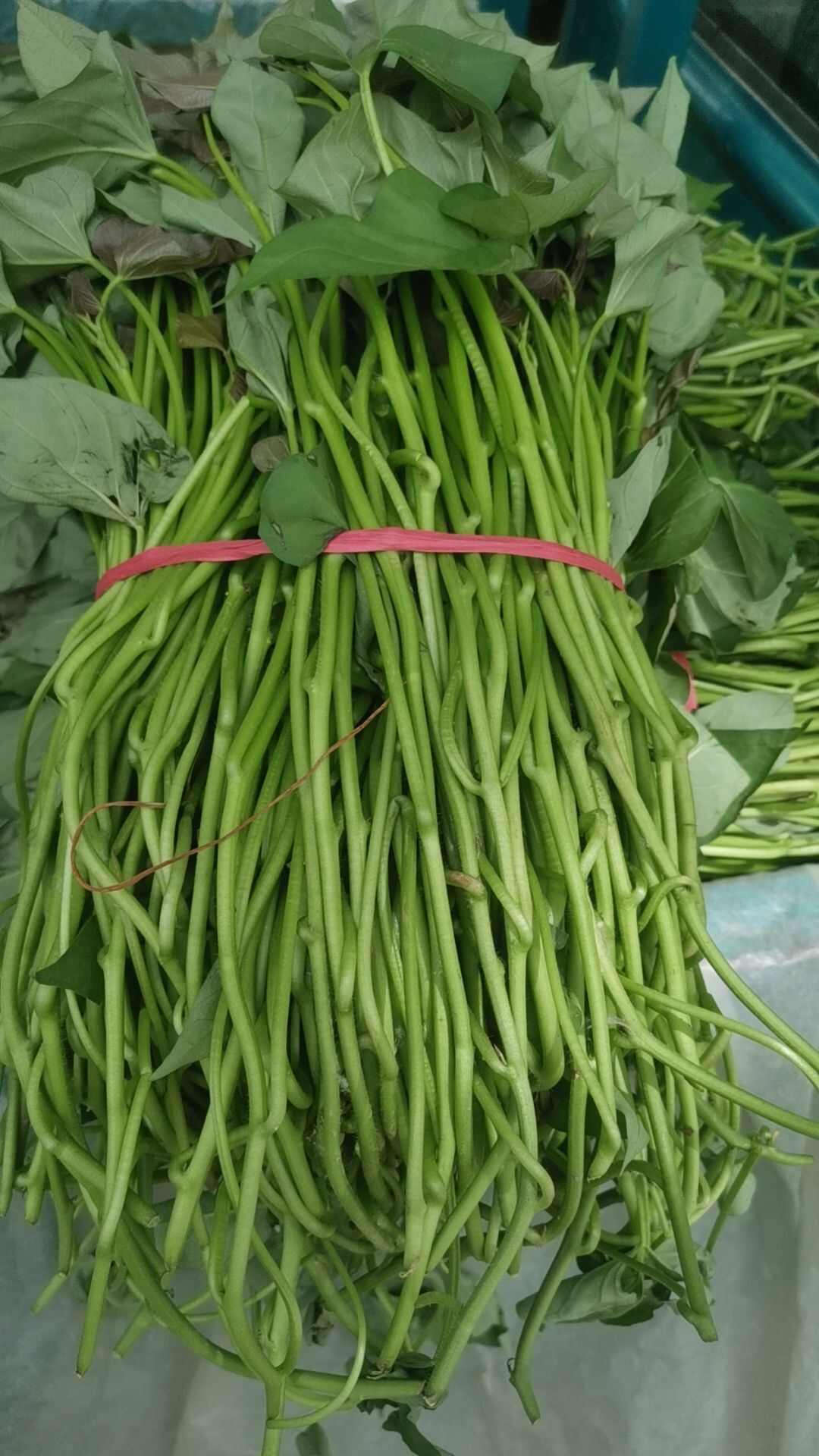 预订各品种脱毒扩繁大田苗，西瓜红大田苗和高剪苗烟薯25 哈密