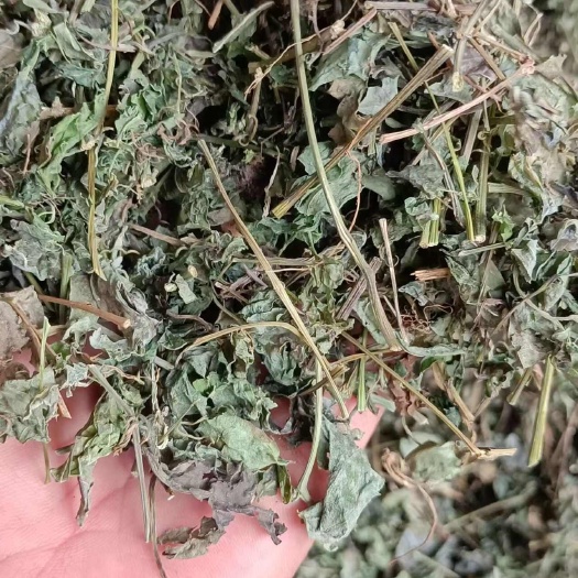 玉林绞股蓝，中药材绞股蓝
