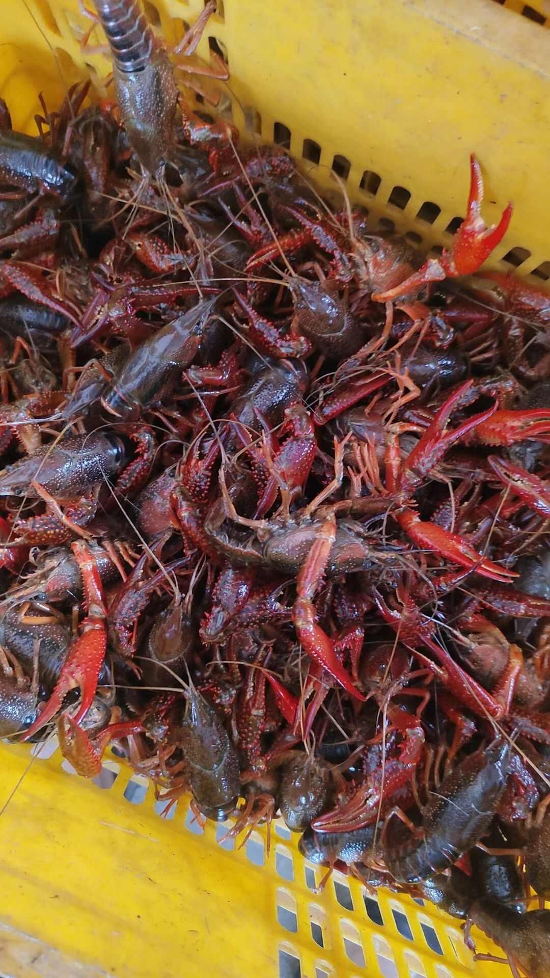 湖北潜江小龙虾  4-6钱3-4底板干净一手货源基地直发