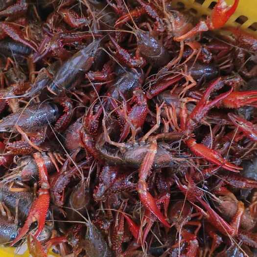 洪湖市湖北潜江小龙虾  4-6钱3-4底板干净一手货源基地直发