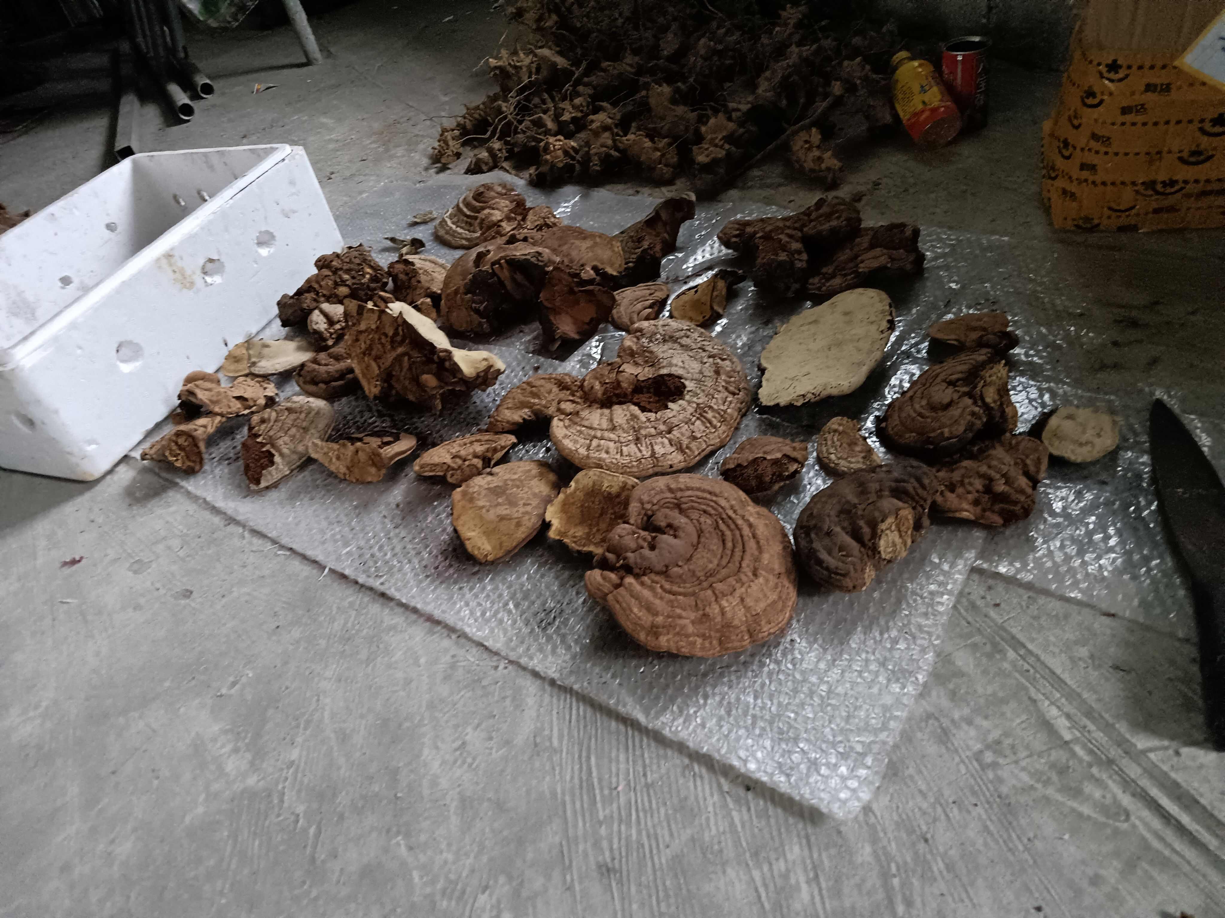 树舌灵芝