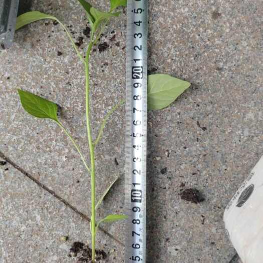 修文县八号线椒苗 现苗 7000株 黔润60 薄皮线椒