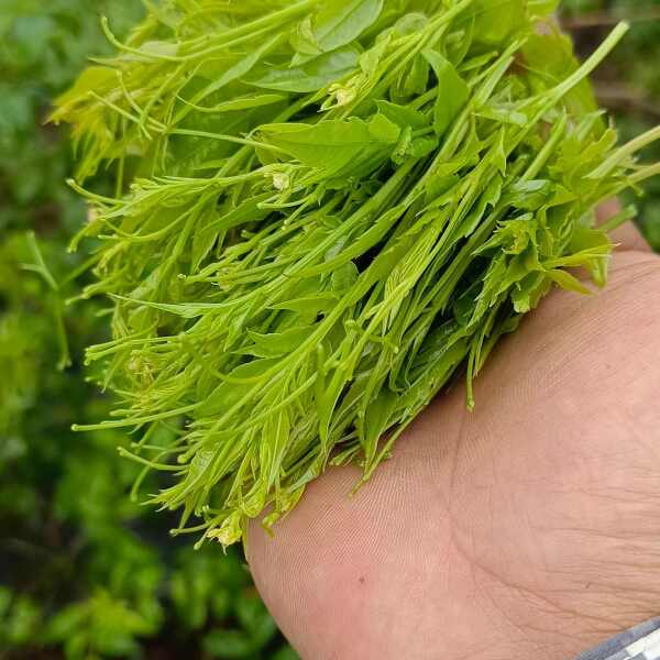 灵茜莓茶———芽尖茶