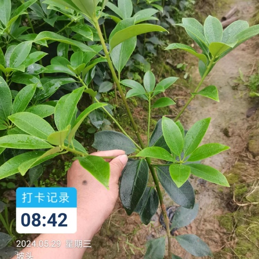 藤县大红八角嫁接苗