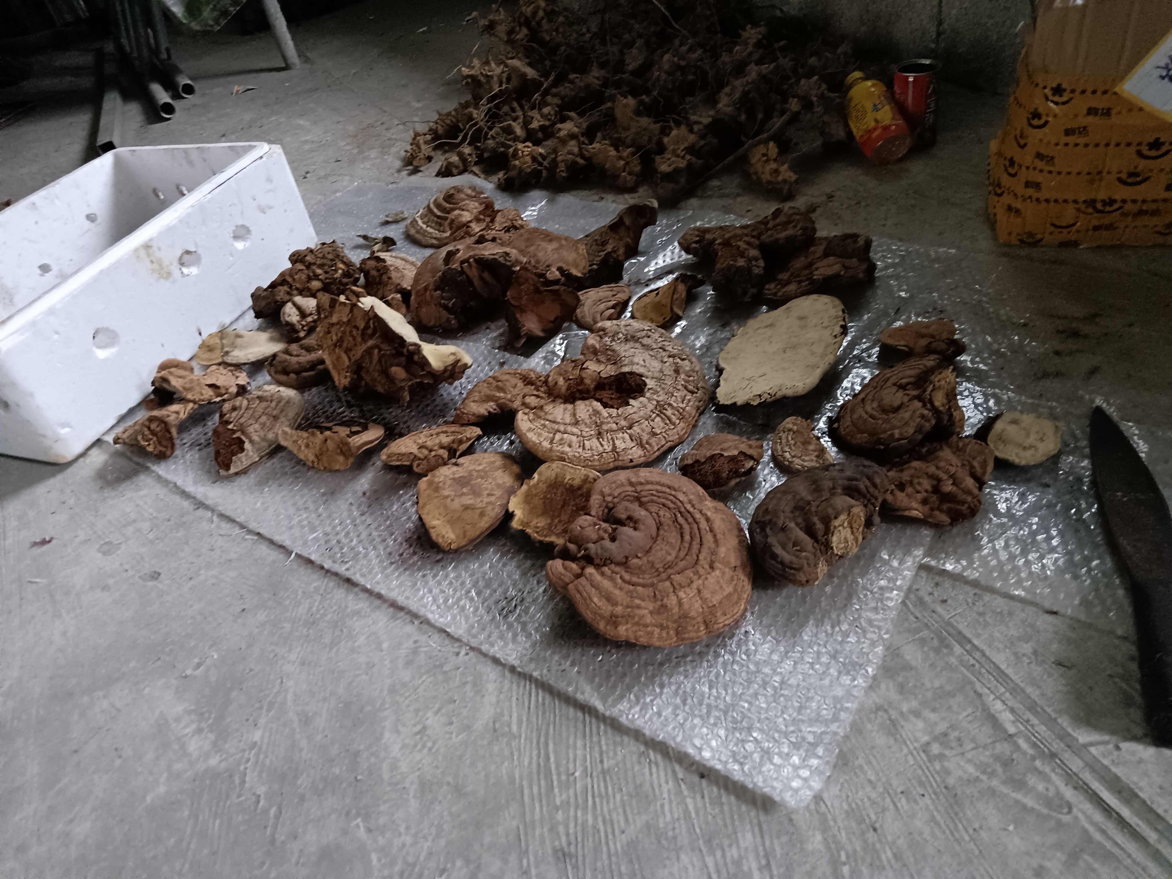 树舌灵芝