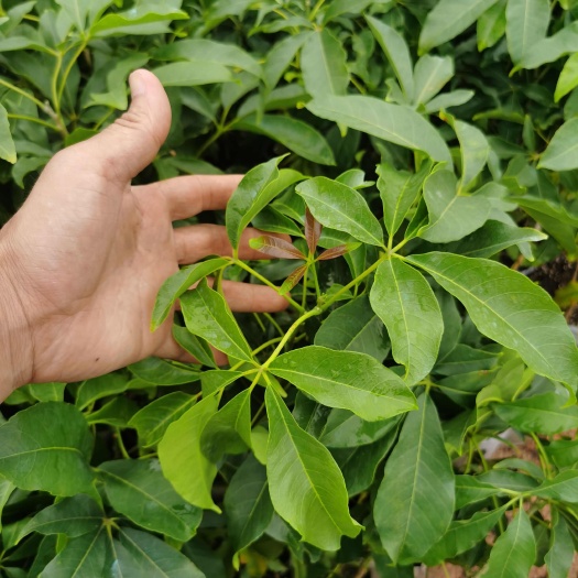 灵山县白柿  冰淇淋果苗