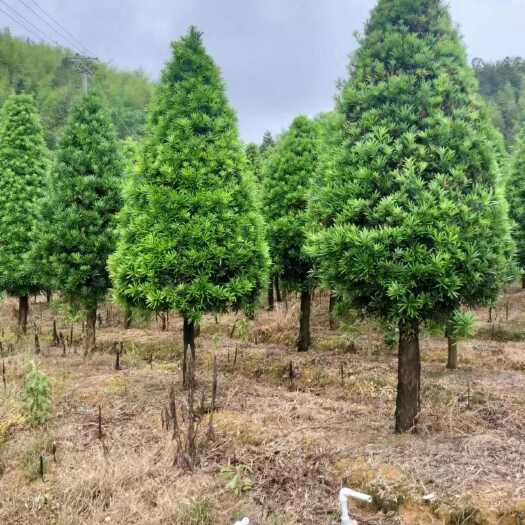 漳平市塔形罗汉松供货中，8一10公分，约高2.8米，基地直发