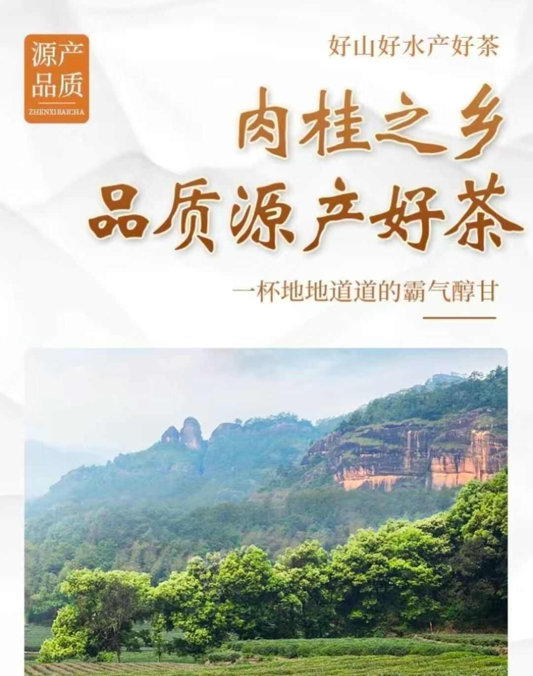 果香味岩茶肉桂大红袍浓香型正岩乌龙茶