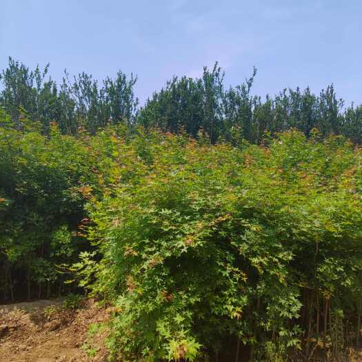 博野县地径2公分五角枫杯苗，荒山绿化，防冻抗旱