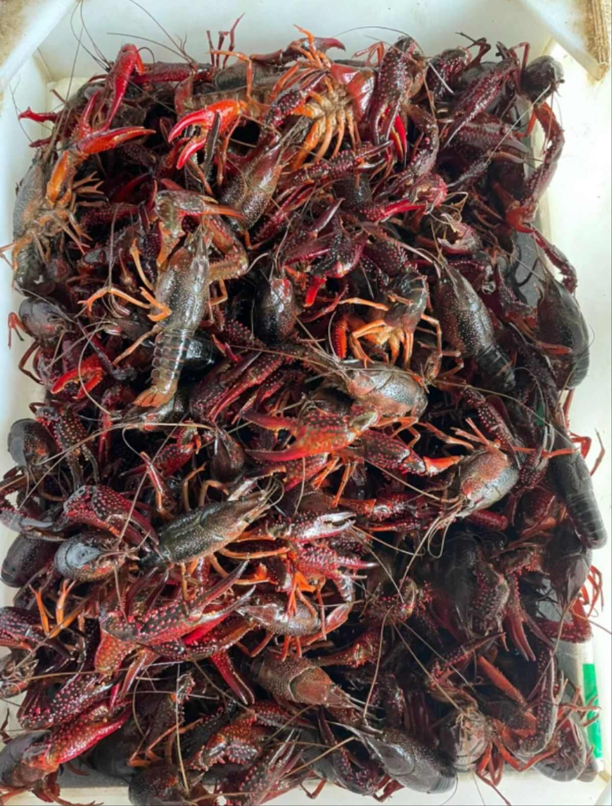 湖北潜江小龙虾  4-6钱3-4底板干净一手货源基地直发