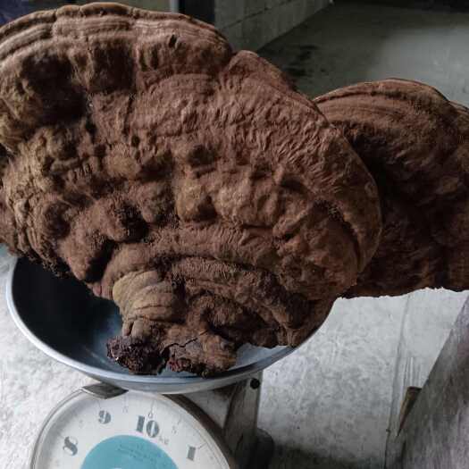 树舌灵芝