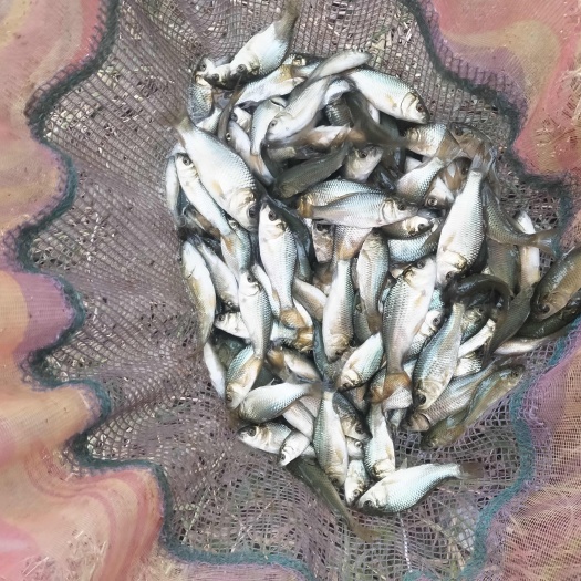  鲤鱼苗