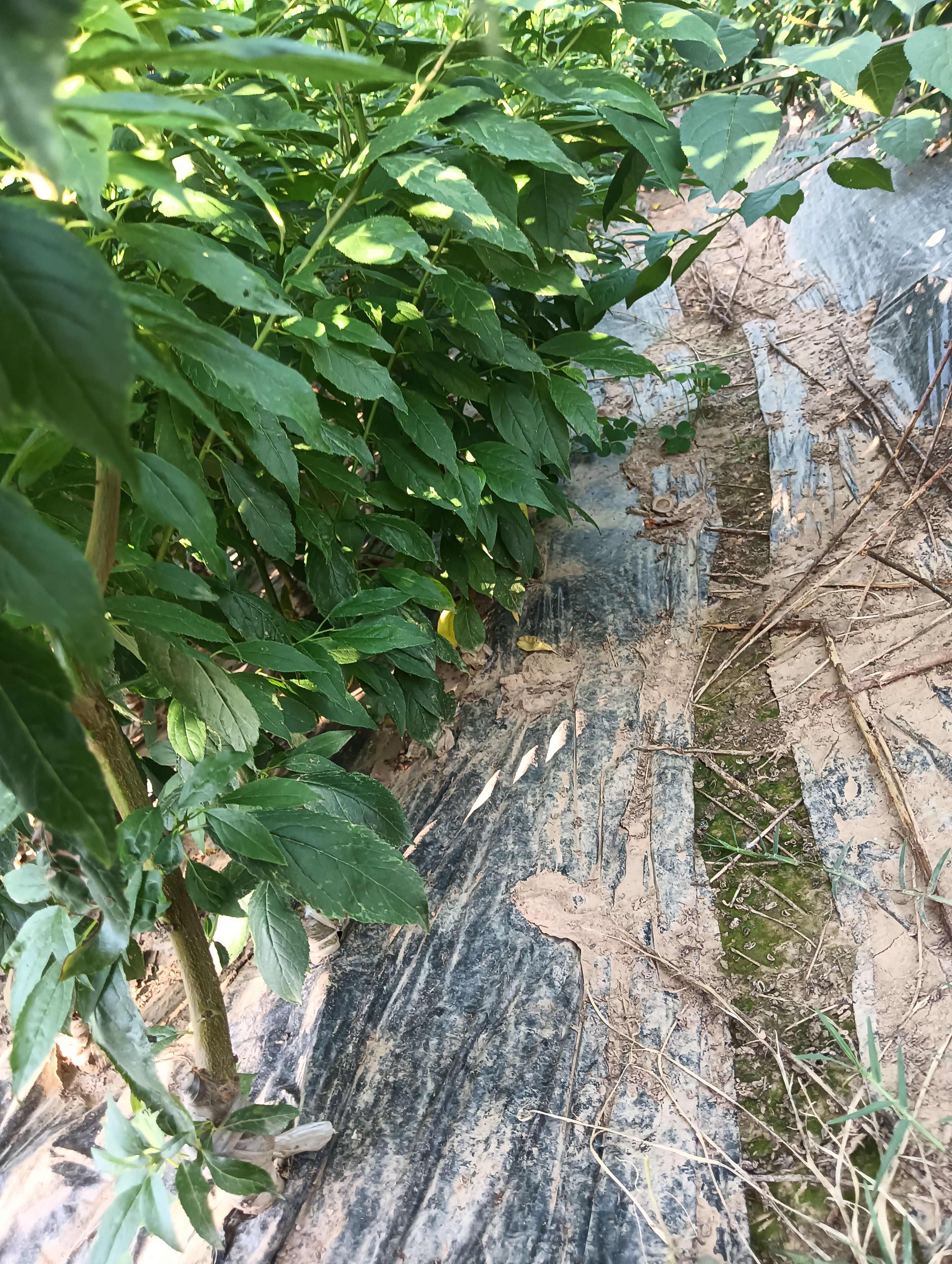 卡密脆优系李子苗，卡密斯香密李子苗优系，卡密斯升级版