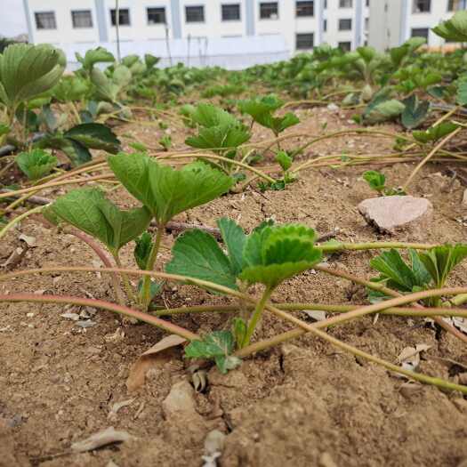 玉溪草莓苗白草莓 梦之芙