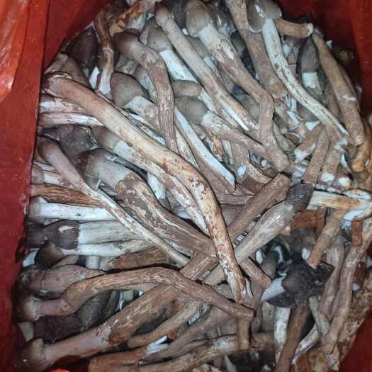 广州新鲜荔枝菌