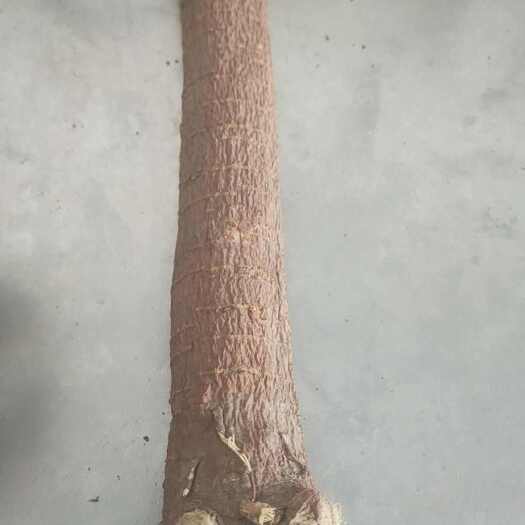 杭锦后旗超大甘草