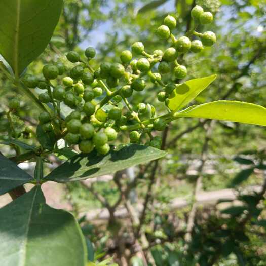 雷波县青花椒产地农民直售（干货）