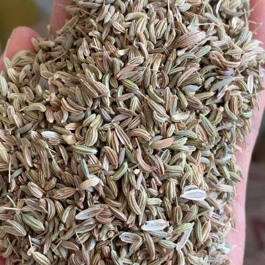 优质小茴香 干货香料批发