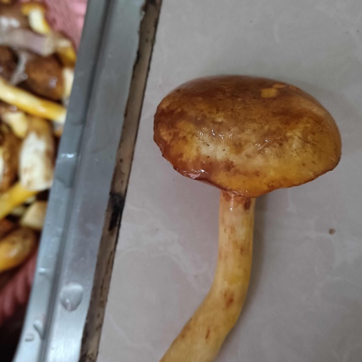 马关县牛肝菌
