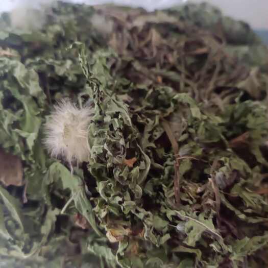 确山县蒲公英