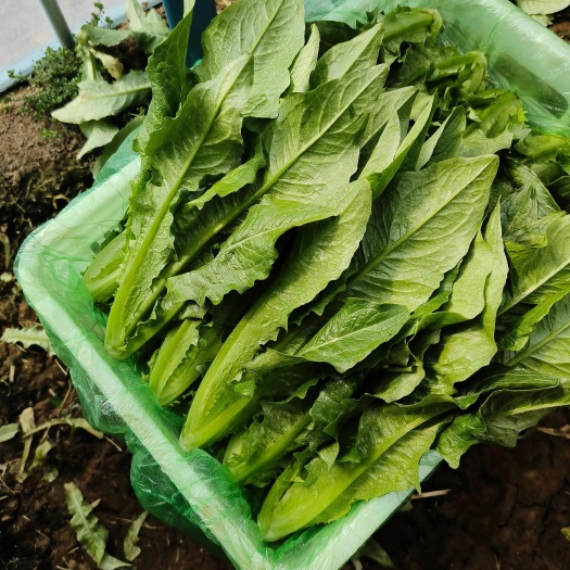 邯郸油麦菜