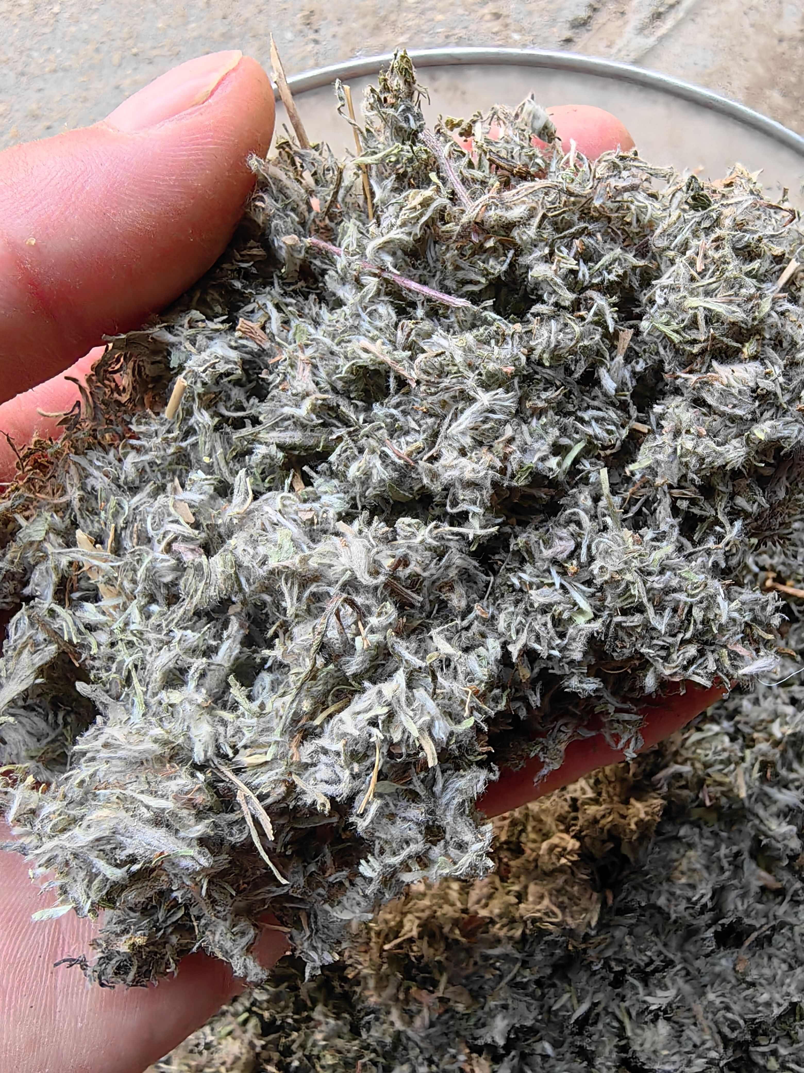 绵茵陈优质山东茵陈前期货白蒿过筛无土批发各种中药材量一手货源