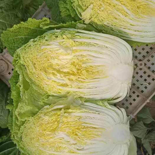 银川宁夏大白菜大量上市，质量三包，需要的联系