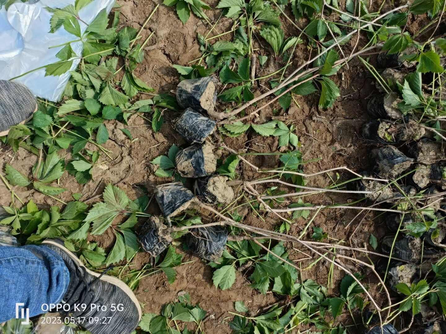 营养杯五叶地锦爬山虎