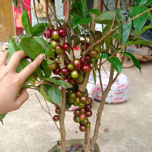 灵山县嘉宝果苗，开花结果大苗，带花苞