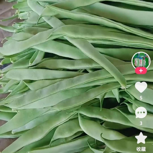 應(yīng)縣大扁架豆王小金豆小日?qǐng)A青椒牛角各種蔬菜品種齊全歡迎各位老板
