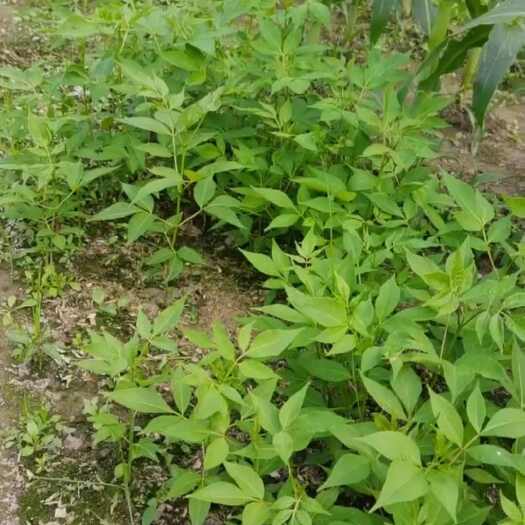 龙山县塔柏树苗