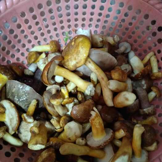 马关县美味牛肝菌