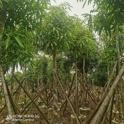南宁扁桃树