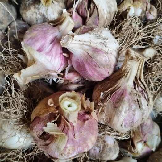 成县紫皮大蒜，蒜苗种子