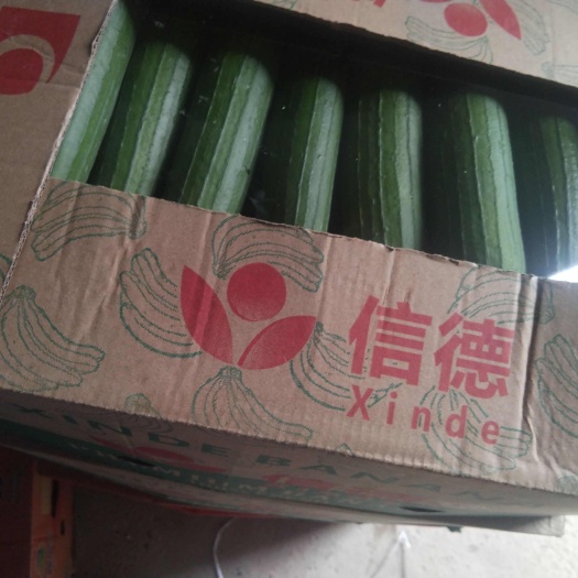 南通油皮丝瓜精品大量有货