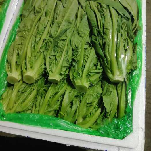 昆明无黄叶，无金边，精品