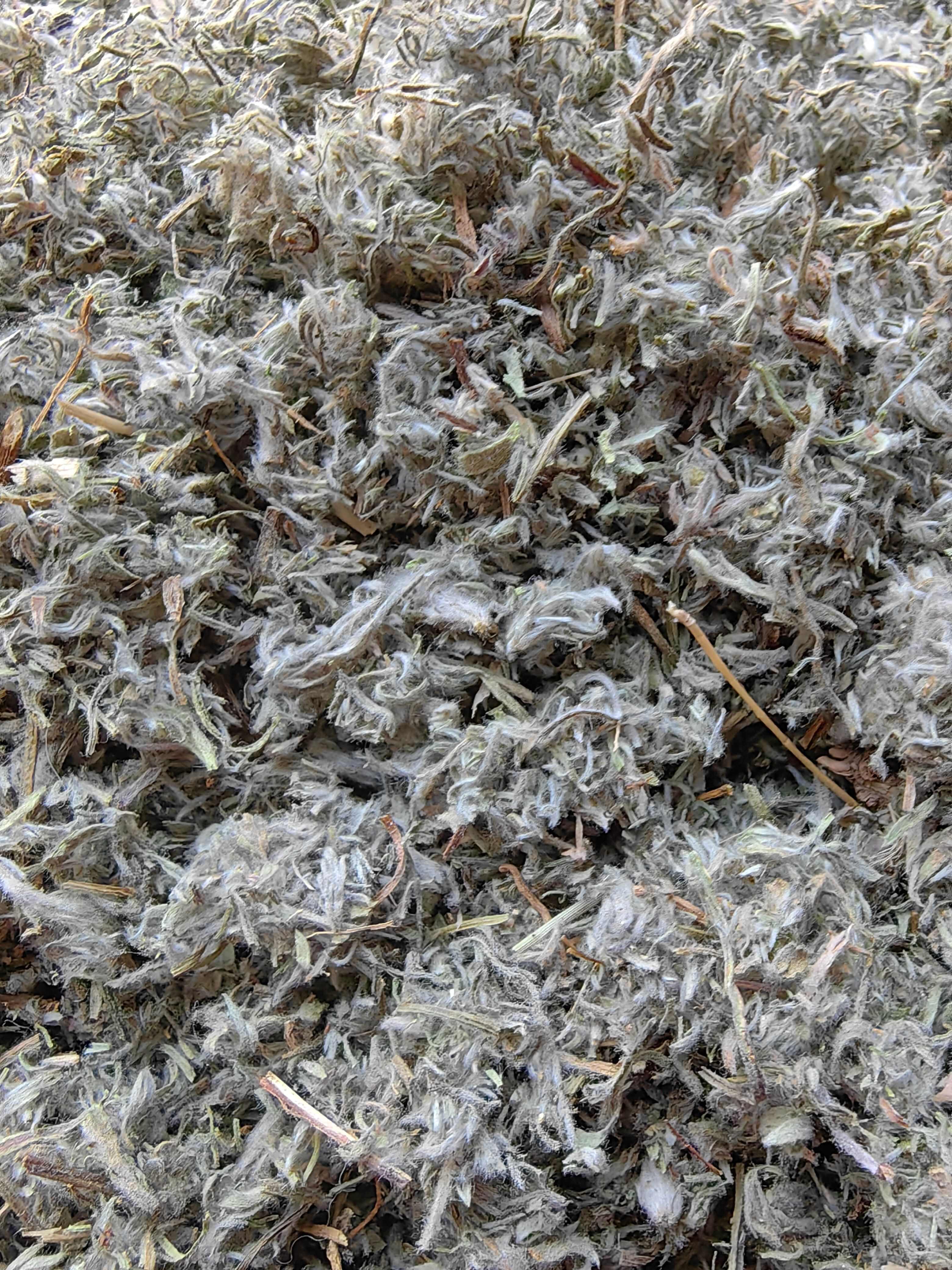 绵茵陈优质山东茵陈前期货白蒿过筛无土批发各种中药材量一手货源