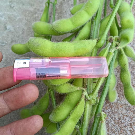 翠绿宝，大青豆