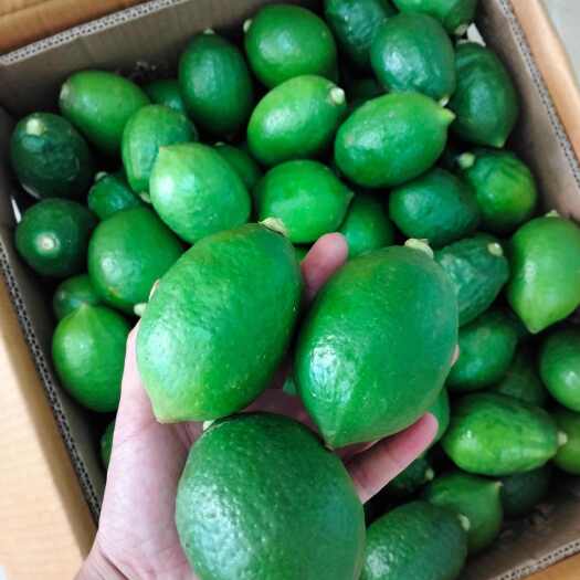 佛冈县广东无籽香水柠檬一级果·当天采摘·当天发货·自家果园