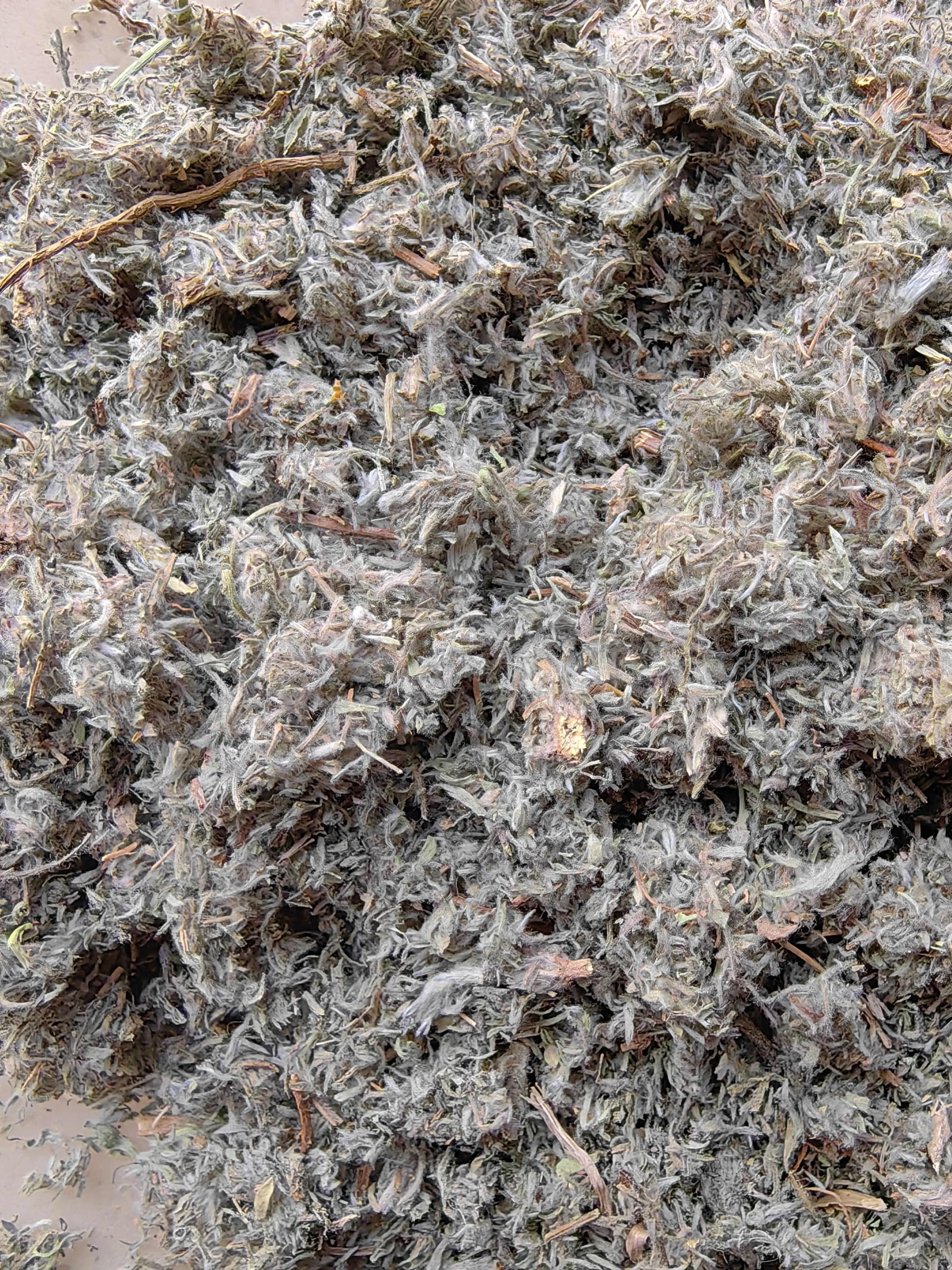 绵茵陈优质山东茵陈前期货白蒿过筛无土批发各种中药材量一手货源