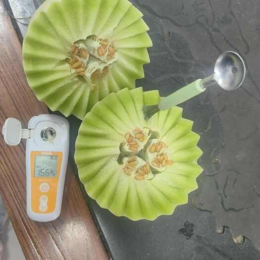 寿光市玉菇甜瓜，冰激淋玉菇，大棚种植果型周正皮毛干净货期长质量稳定