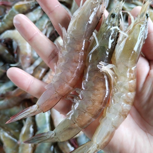 鲜活对虾，基围虾 规格齐全国发货 质量保证，需要私我