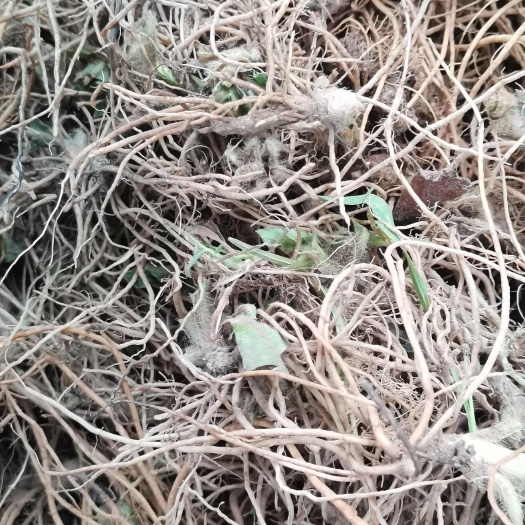 纯新鲜地胆头（以纯根出售）