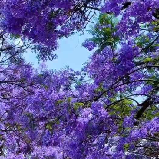 大余县蓝花楹
